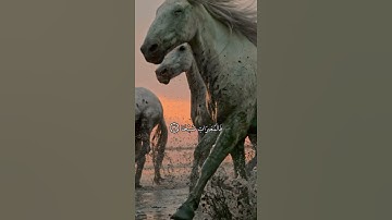 اوائل سورة العاديات بصوت الشيخ احمد بن علي العجمي 💕
