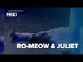 Stray cat crashes live performance of 'Romeo & Juliet'