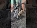 Die süßen Schweinchen suchen in der Erde nach etwas Leckerem