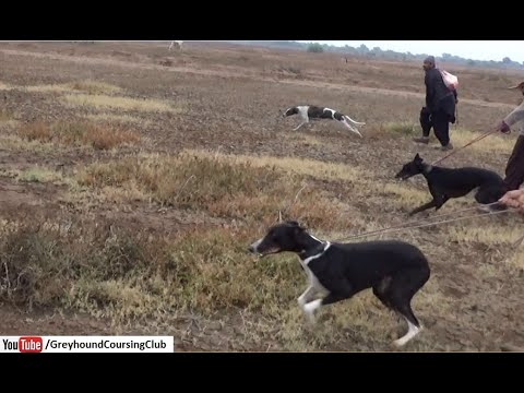 greyhound vs hare open coursing | Fastest wild animals | new dog race