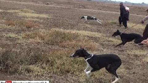 greyhound vs hare open coursing | Fastest wild animals | new dog race