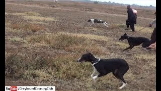 greyhound vs hare open coursing | Fastest wild animals | new dog race