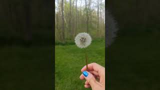 Dandelion Fluff Wish