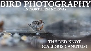 BIRD PHOTOGRAPHY - The Red Knot // Canon EOS R5 by Alfred Lucas 727 views 1 year ago 7 minutes, 31 seconds