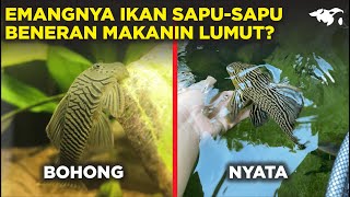 EMANGNYA IKAN SAPU-SAPU BENERAN MAKANIN LUMUT? INI JAWABANNYA!