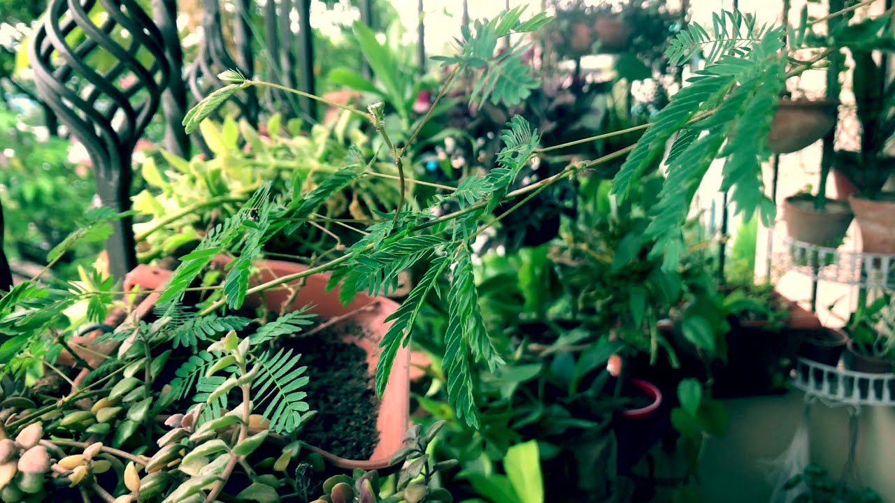Touch me not plant || Mimosa pudica || The GrowRoom By Nadiya