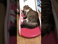 Н   наглость #моякошка #cat #красиваякошка