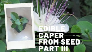 Growing Caper From Seed Part III