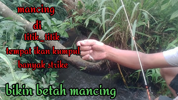 mancing ikan wader di parit sawah air jernih banyak banget ikan nya#mancingikanwader