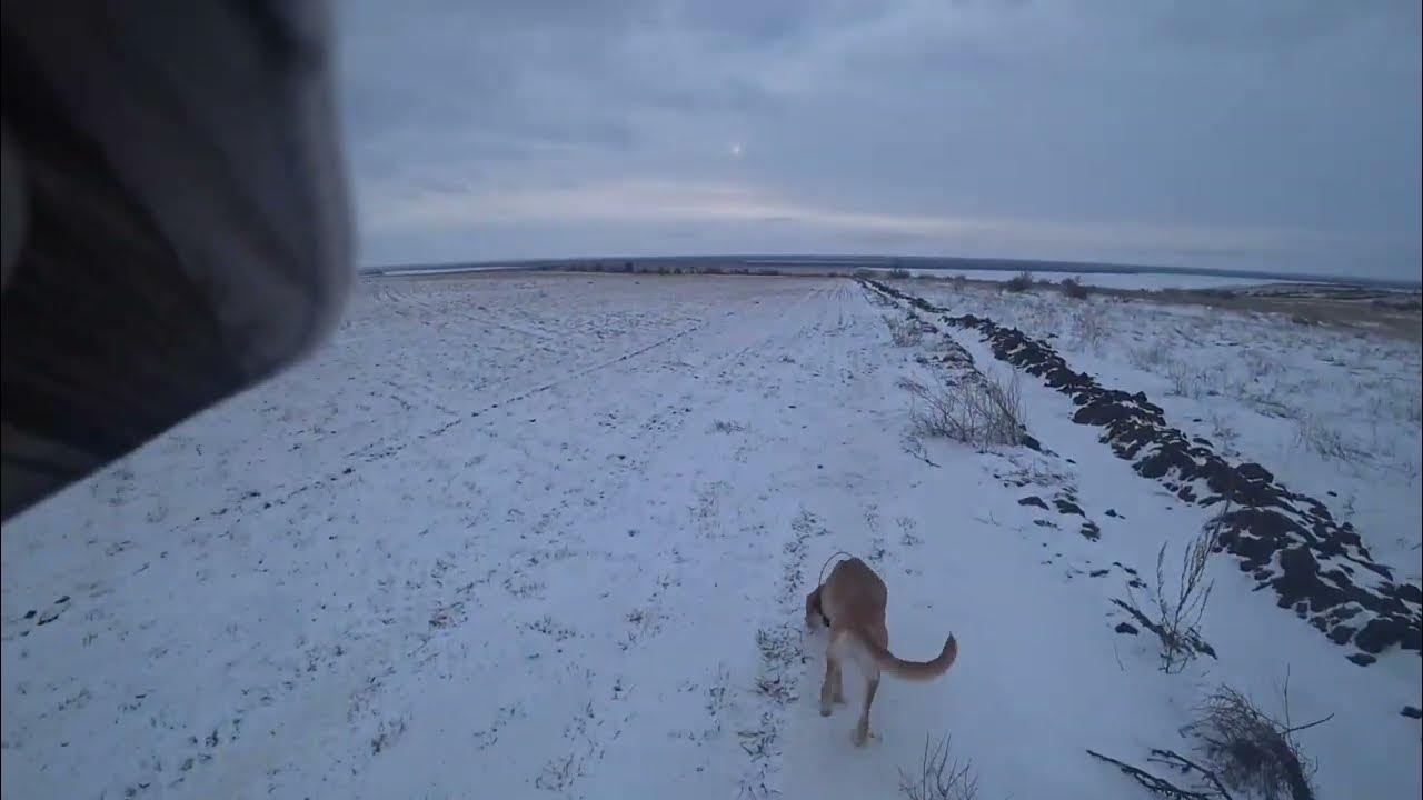 33. рысь охотится на тетерева. охота на зайца зимой с подхода. манки для охоты на лису. манок "крик раненой косули".