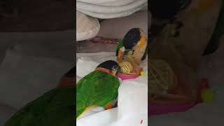 Baby Caiques&#39; Playtime: Fun with Plastic Toys 🦜