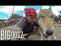 Celebrity &#39;Dog Whisperer&#39; Can Train Wolves | BIG DOGZ