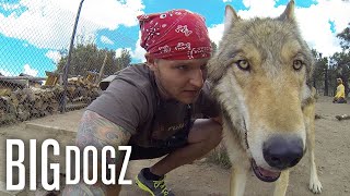 Celebrity Dog Whisperer Can Train Wolves | BIG DOGZ