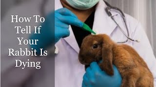 How To Tell If Your Rabbit Is Dying