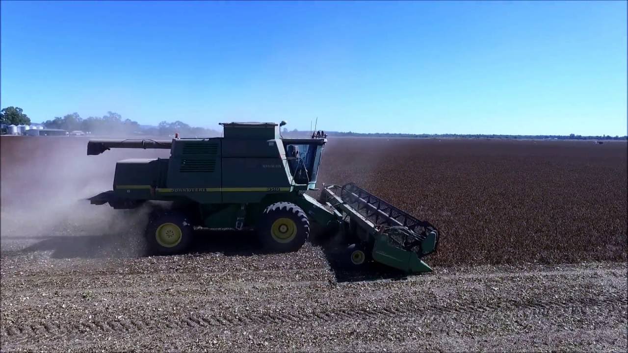 Mung Beans Growth to Harvest In the Callide Valley