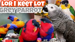 Lori keet lot | Grey parrot Tammed | Black head caique parrot | Yellow dominant sunconure chicks✨...