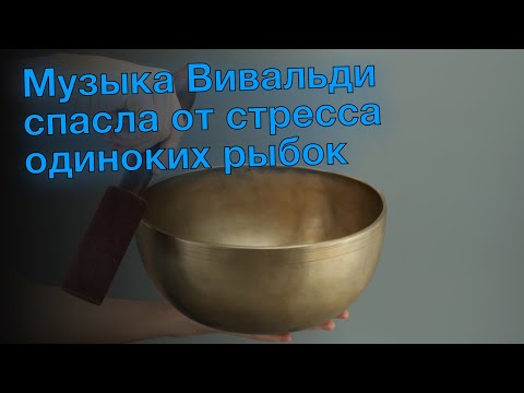 Музыка Вивальди спасла от стресса одиноких рыбок
