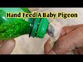 How to hand feed a baby pigeon  baby pigeon  pak birds gallery