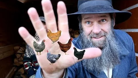 5 TOP CHICKENS TO GET AND WHY! OFF GRID with DOUG ...