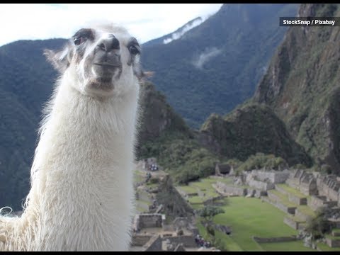 Llamas May Hold the Secret to a Universal Flu Vaccine