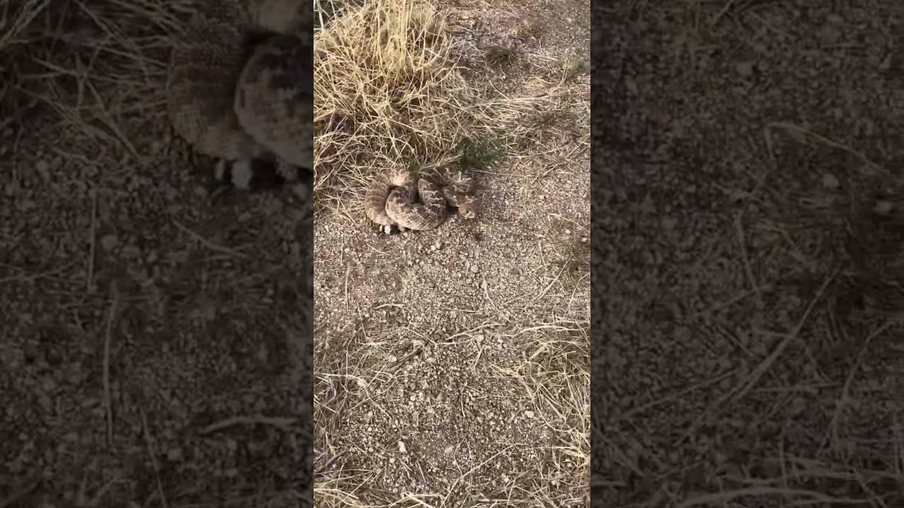 Crazy rattle snake encounter!!!!!!😱 