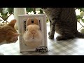 How to make rabbit earssophie woolhandcraft needle felted realistic pet rabbit 3d portrait 2022