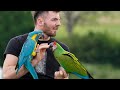 Top tips for parrot owners new and old! | AN UPDATE ON MY MILITARY MACAWS TARGET TRAINING.