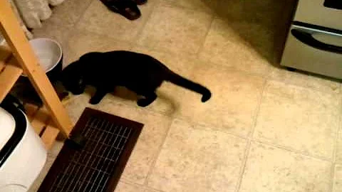 Silly Thea Cat.