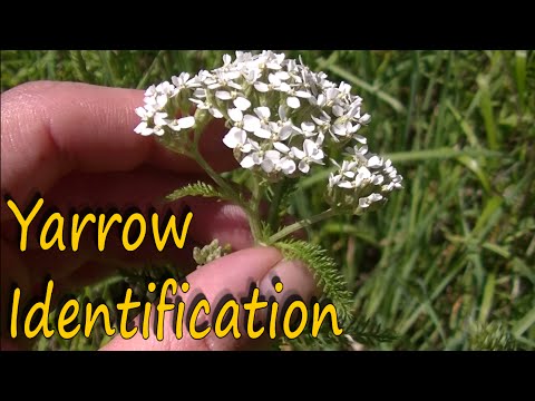 Video: Where does yarrow grow? Types, description and photo of the plant