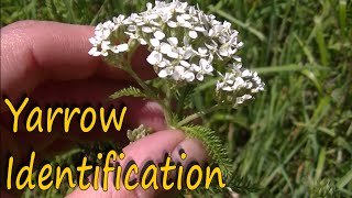 Yarrow Herb Benefits and Identification