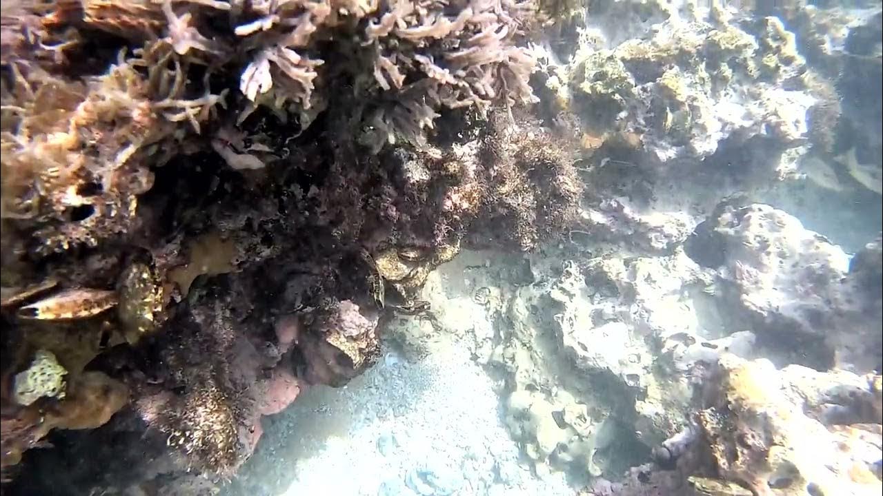 Persian gulf snorkeling YouTube