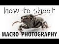 Intro to Macro Photography - Demo with Dedicated Lens and Extension Tubes