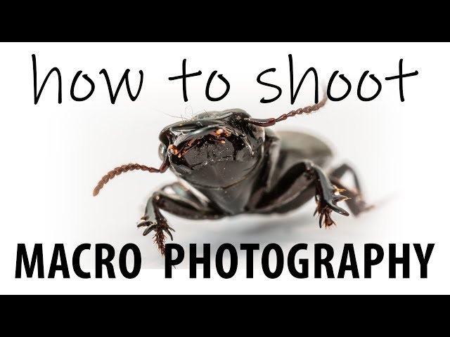 Intro to Macro Photography - Demo with Dedicated Lens and Extension Tubes