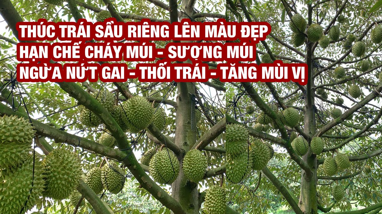 Giải pháp thúc trái sầu riêng lên cơm đẹp, hạn chế cháy múi, sượng múi, nứt gai.