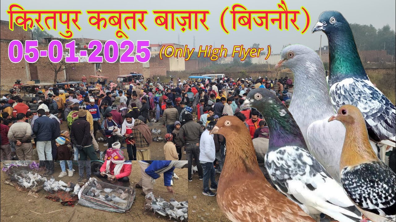 Kiratpur (Bijnor) Kabootar market 05-01-2025. किरतपुर कबूतर बाज़ार जिला बिजनौर।। देसी कबूतर मण्डी।