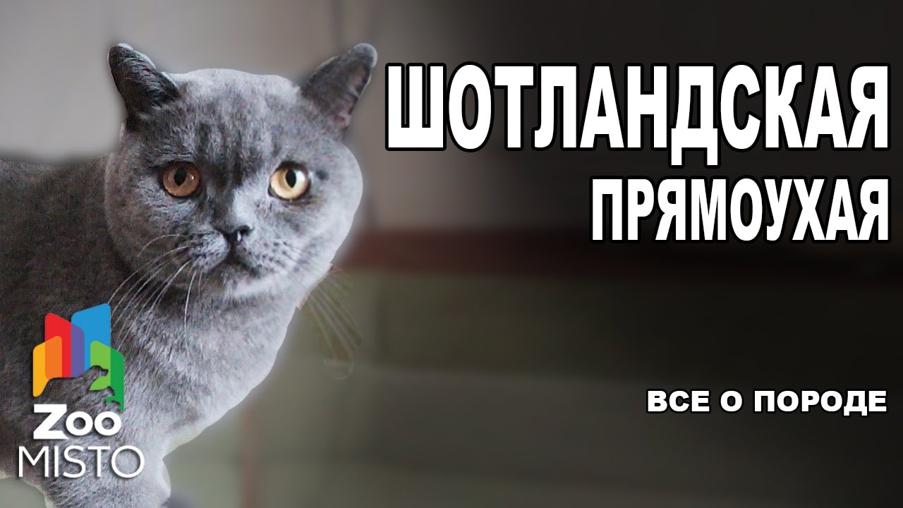 Шотландская Голубая Кошка Фото