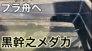 黒幹之メダカ、NVボックスからプラ舟へ引越し☆