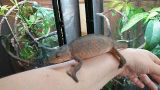 chameleon watering system