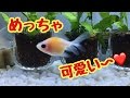 可愛い金魚がやってきた！【ピンポンパール】