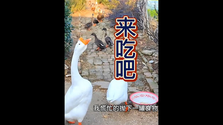 天冷了，2只大白鹅带回一群野鸭，大爷想留下它们过冬 #田园生活