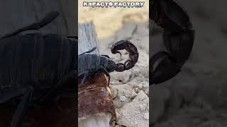 3 shocking fact about scorpion  🦂 #shorts #viral #viralvideo