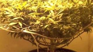 2-400 watt marijuana medical grow solfarmer update 6