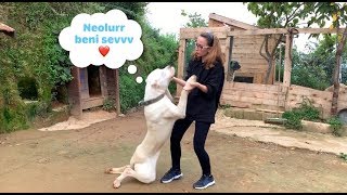 BU KIZ BEN YOKKEN BARON HARİÇ BÜTÜN KÖPEKLERİMİ AVUCUNUN İÇİNE ALDI :))