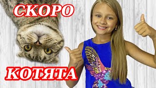 Беременная КОШКА у Нас Скоро будут котята