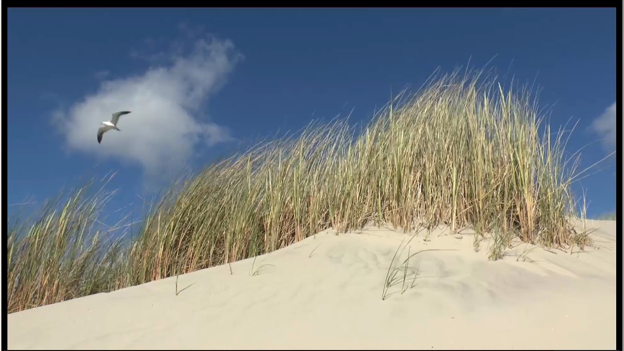 Langeoog, eine Insel die dich auch 2025 glücklich macht