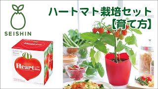 ハートマト栽培セット