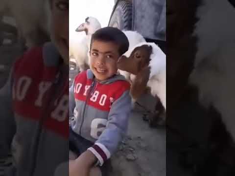 طفل يضحك من الخروف
