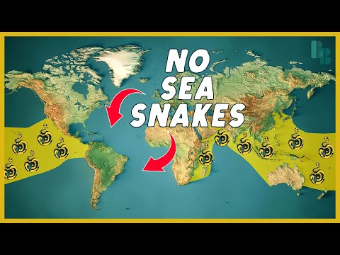 Video: Behöver ormar avklorerat vatten?