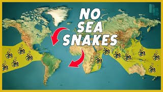 How Water Keeps Sea Snakes Out of the Atlantic by Bizarre Beasts 437,068 views 9 months ago 8 minutes, 47 seconds