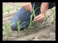 Field Corn, Early Growth Stages Defined